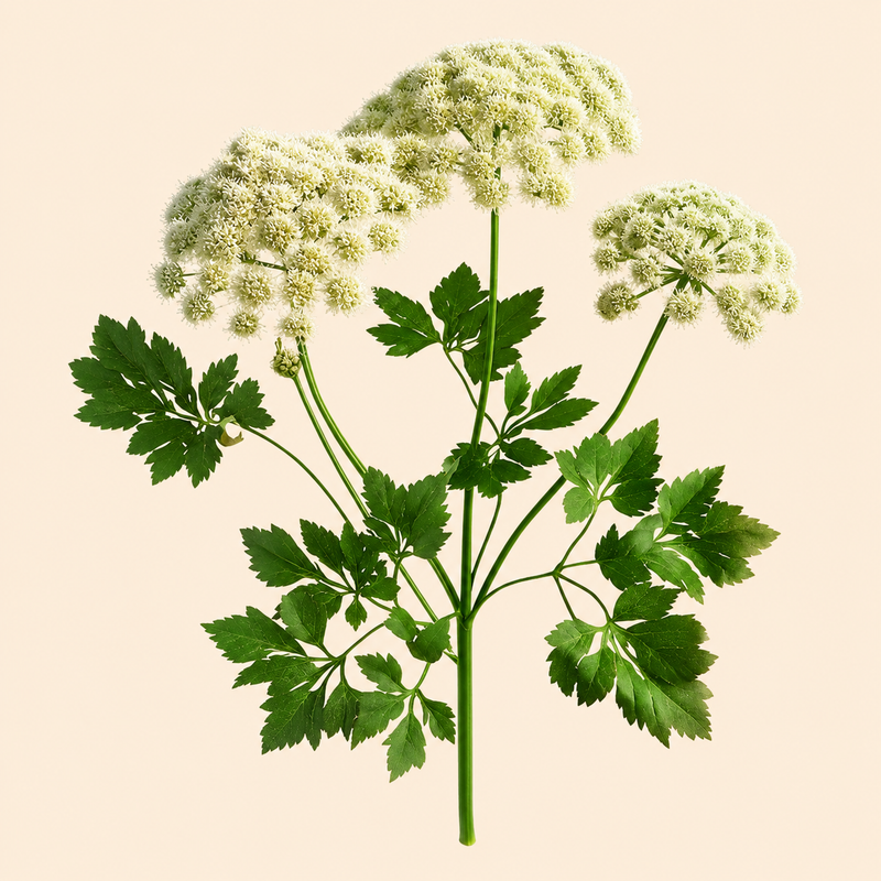 Angelica