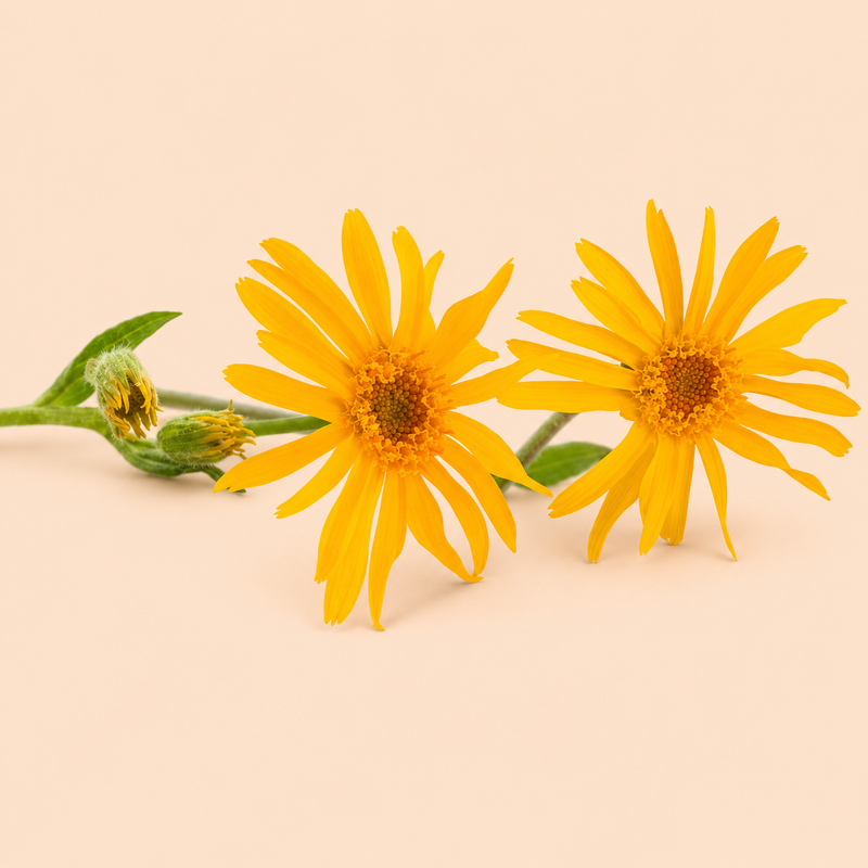 Arnica