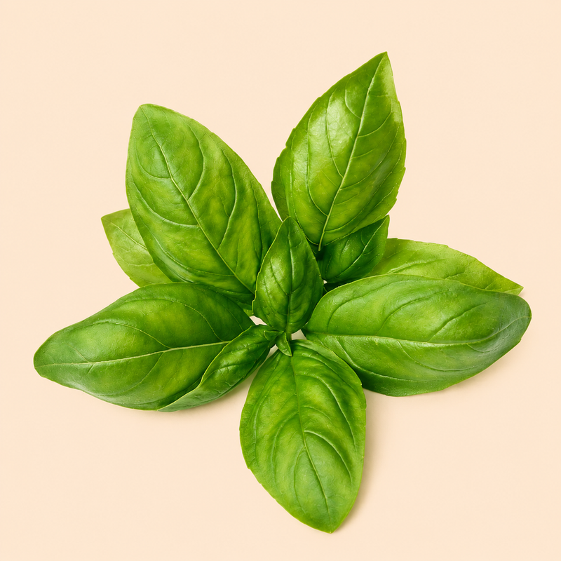 Basil