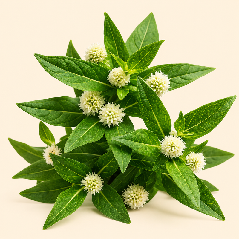 Bhringraj