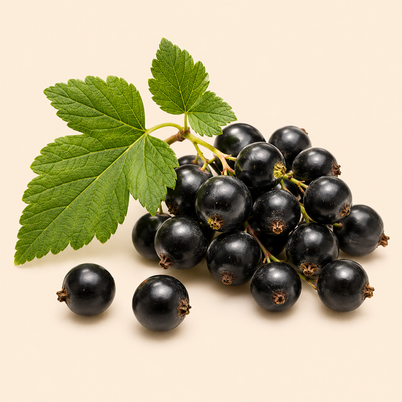 Black currant