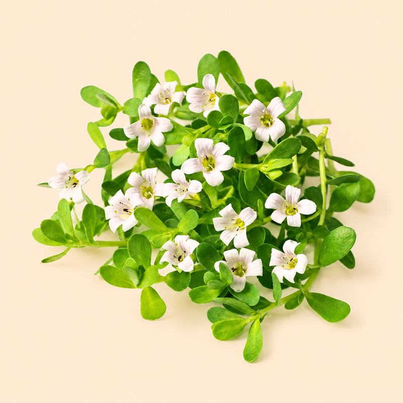 Brahmi