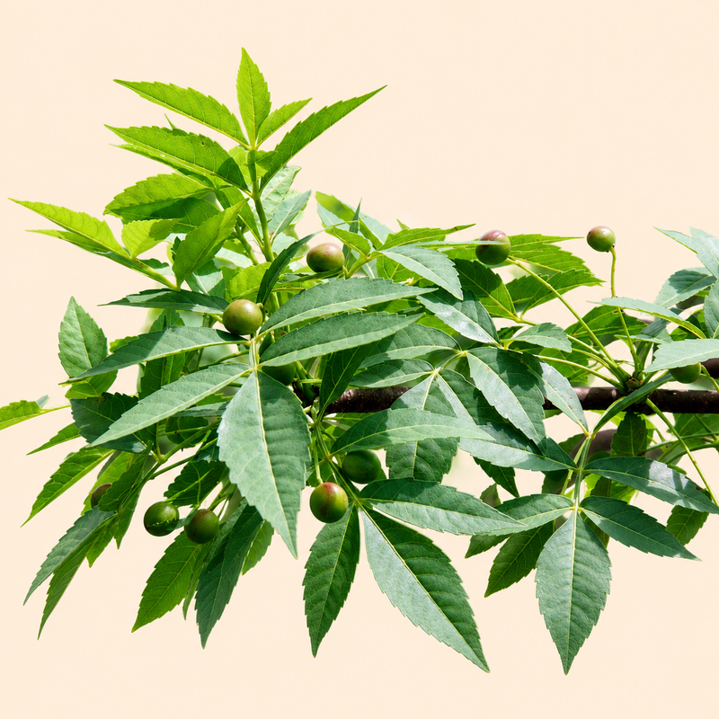 Bursera Graveolens