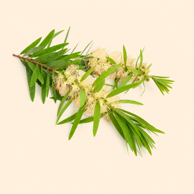 Cajeput