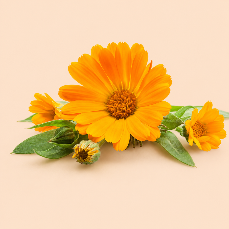 Calendula
