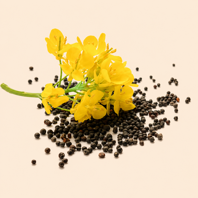 Canola