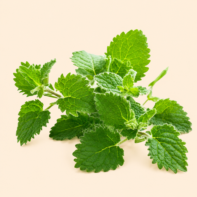 Catnip