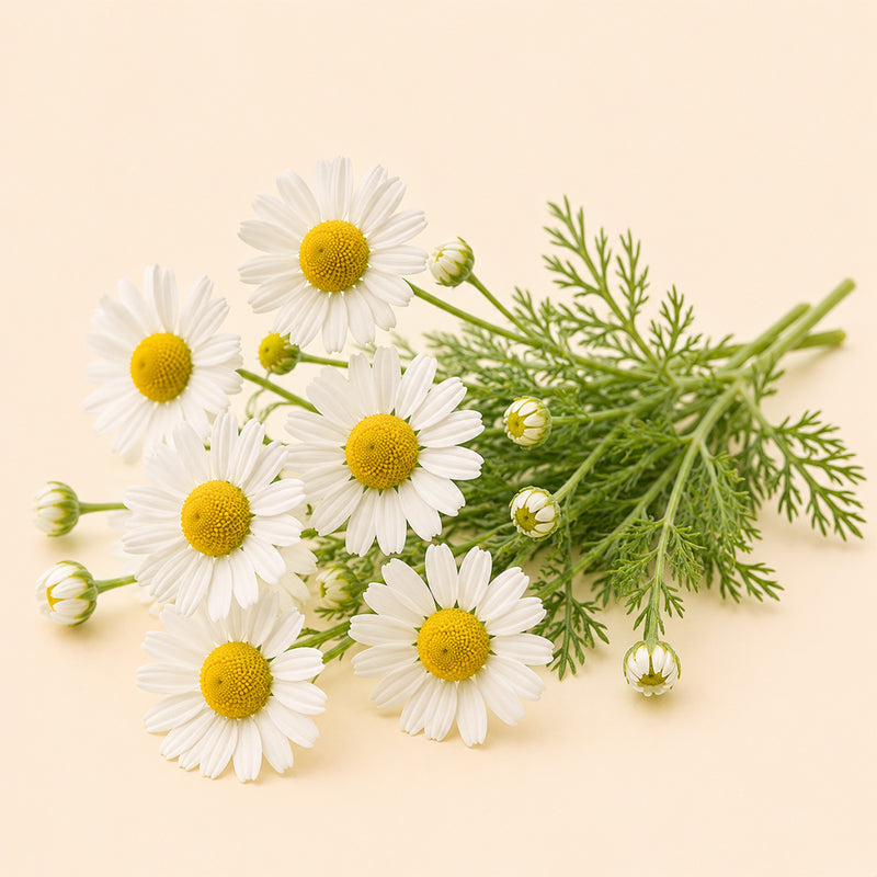 Chamomile