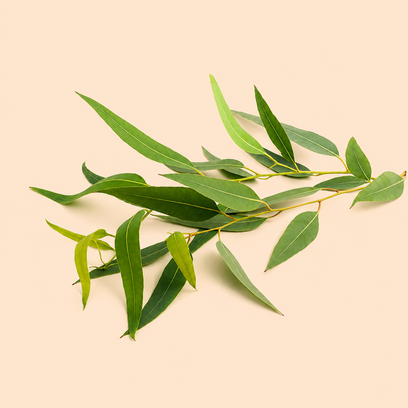 Citriodora