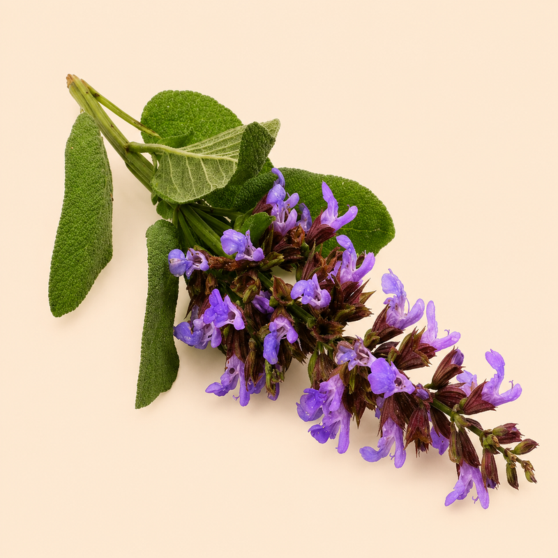 Clary Sage