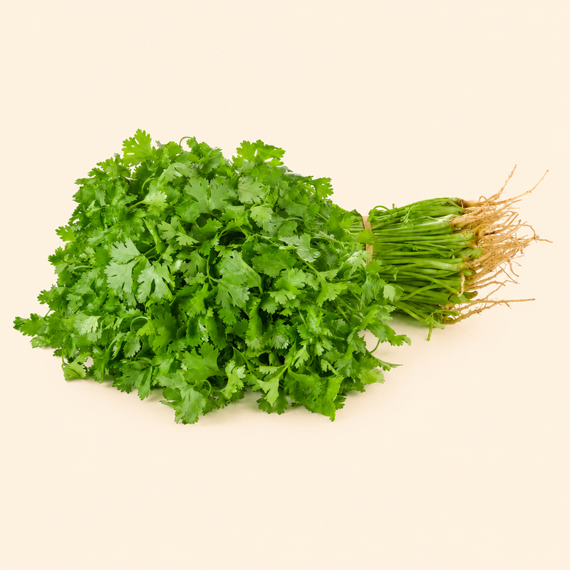 Coriander