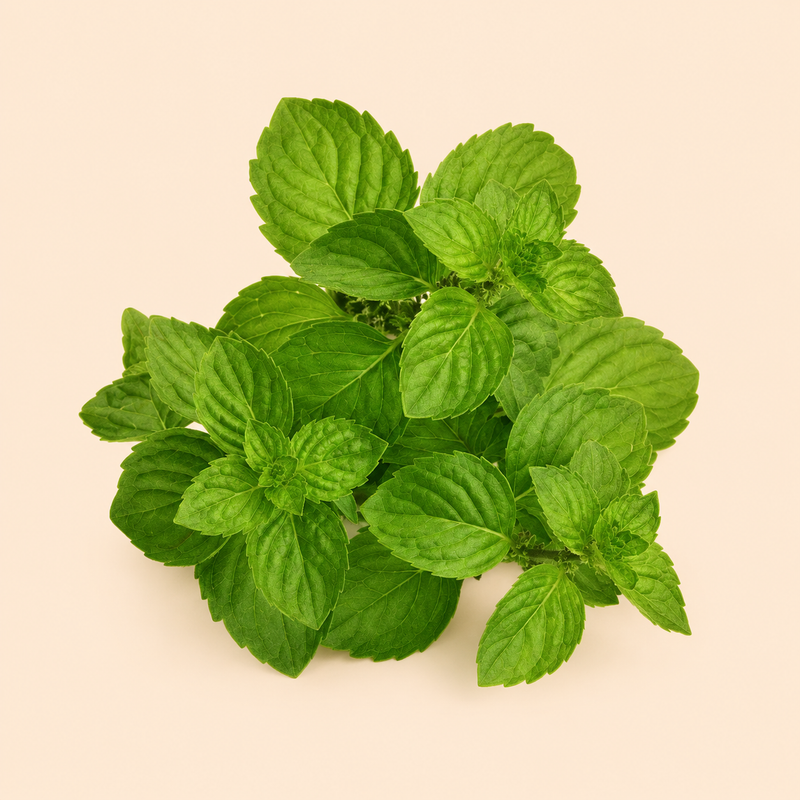 Cornmint