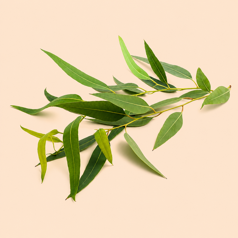 Eucalyptus