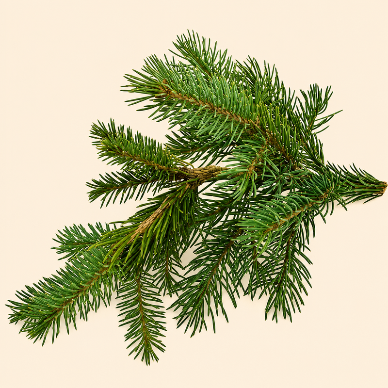 Fir Balsam