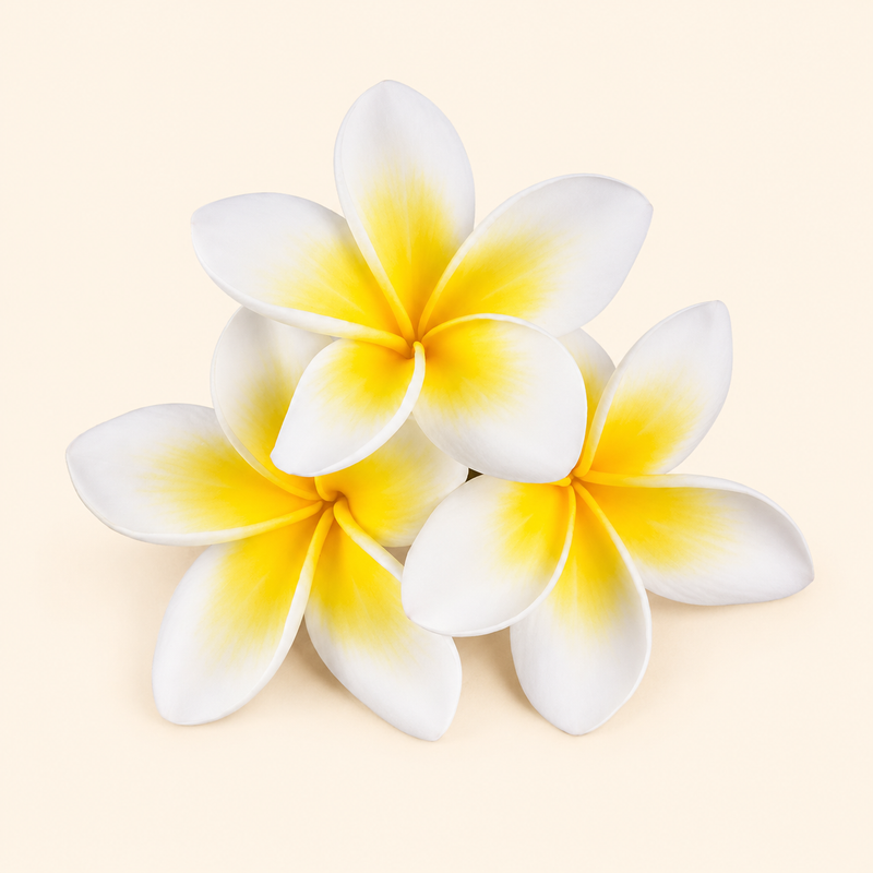 Frangipani