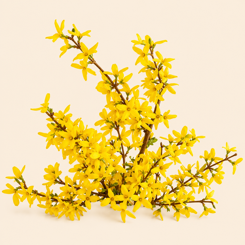 Galbanum