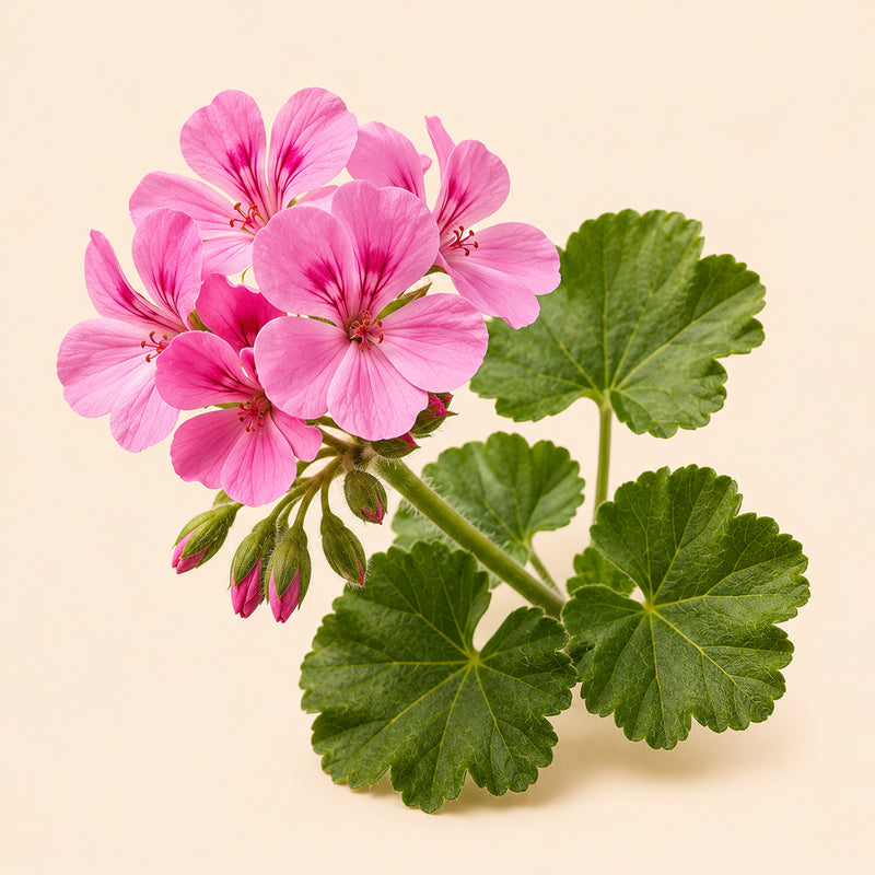 Geranium