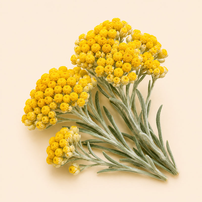 Helichrysum