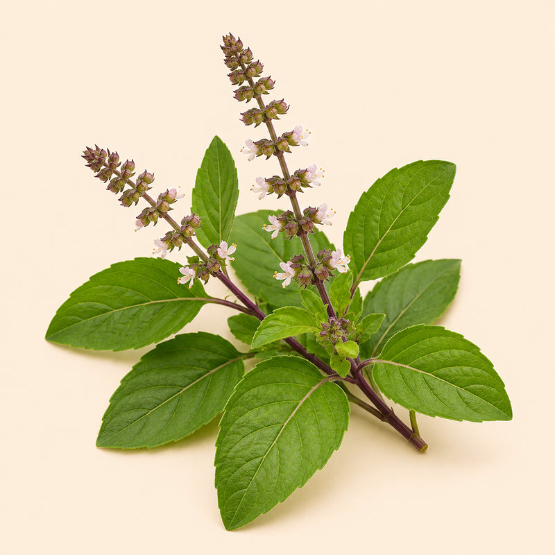 Holy Basil