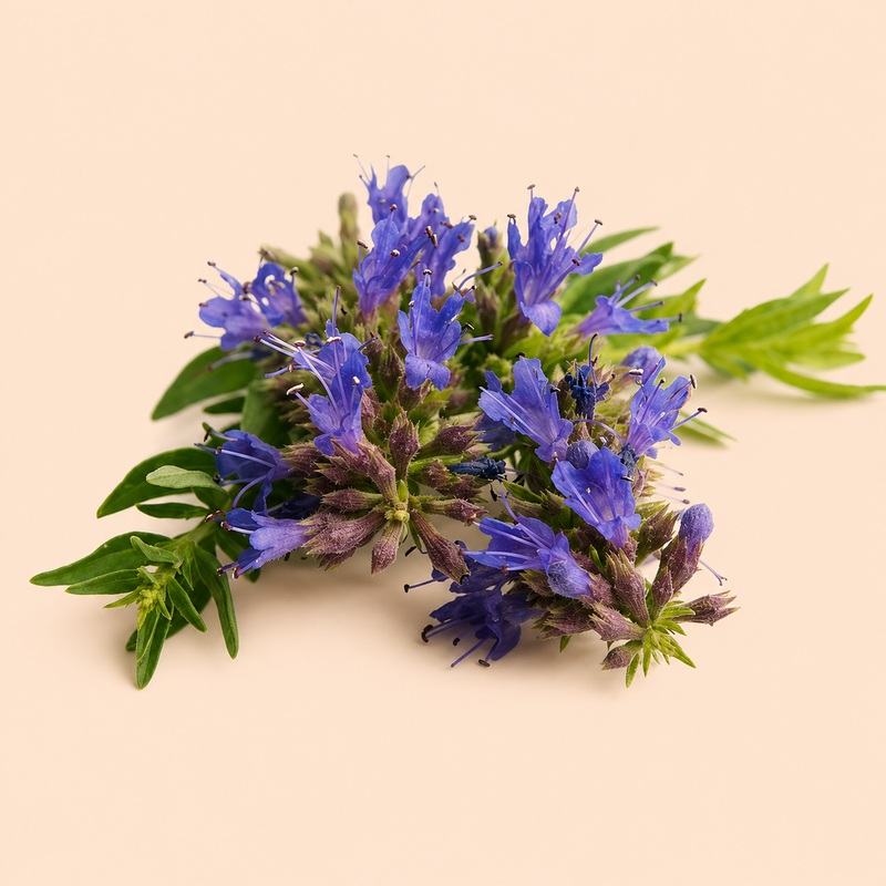 Hyssop
