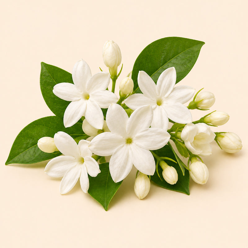 Jasmine