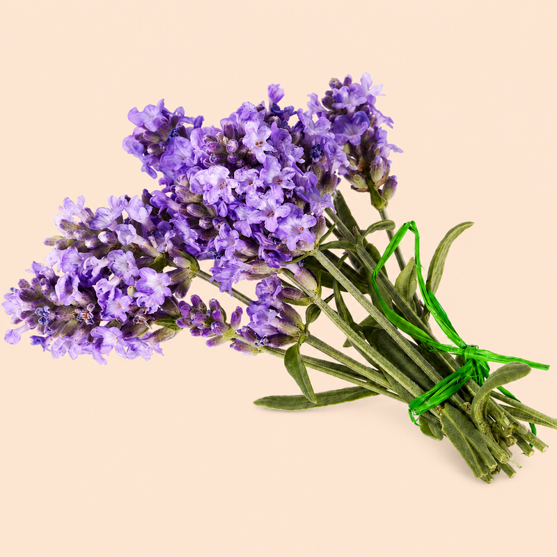Kashmir Lavender