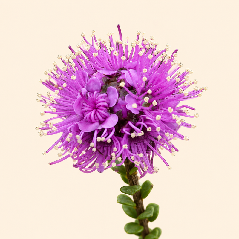 Kunzea