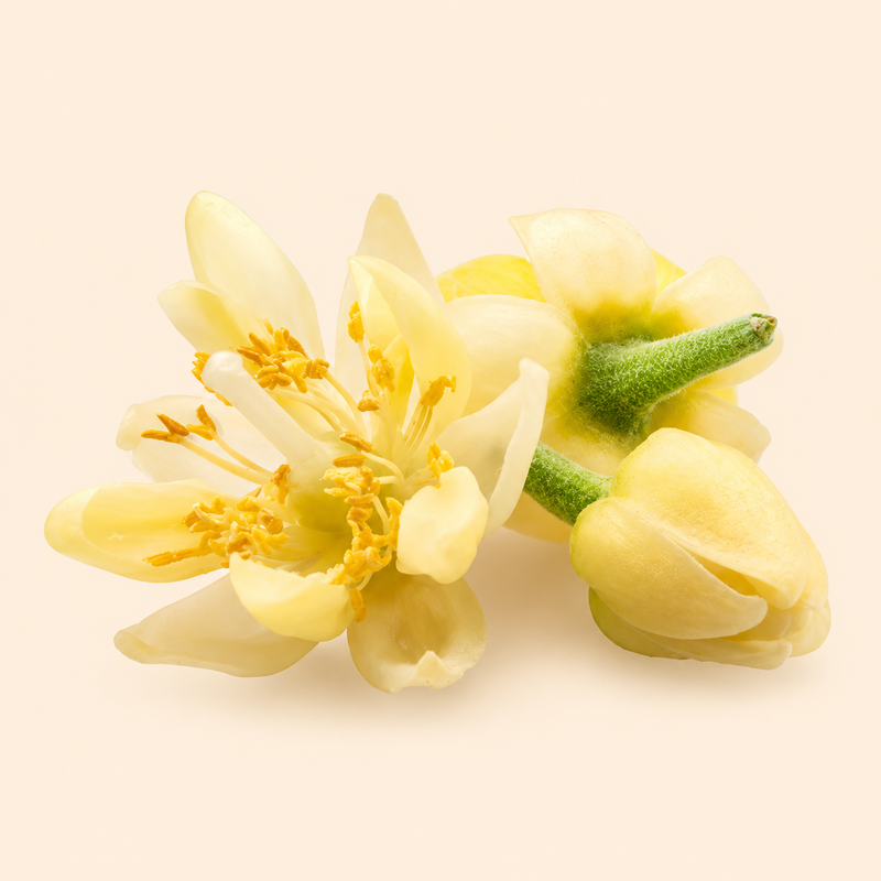 Linden Blossom