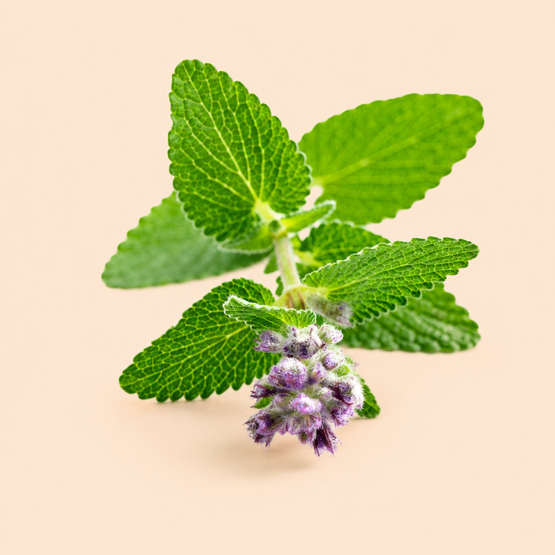 Mentha Citrata