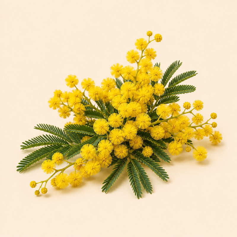 Mimosa