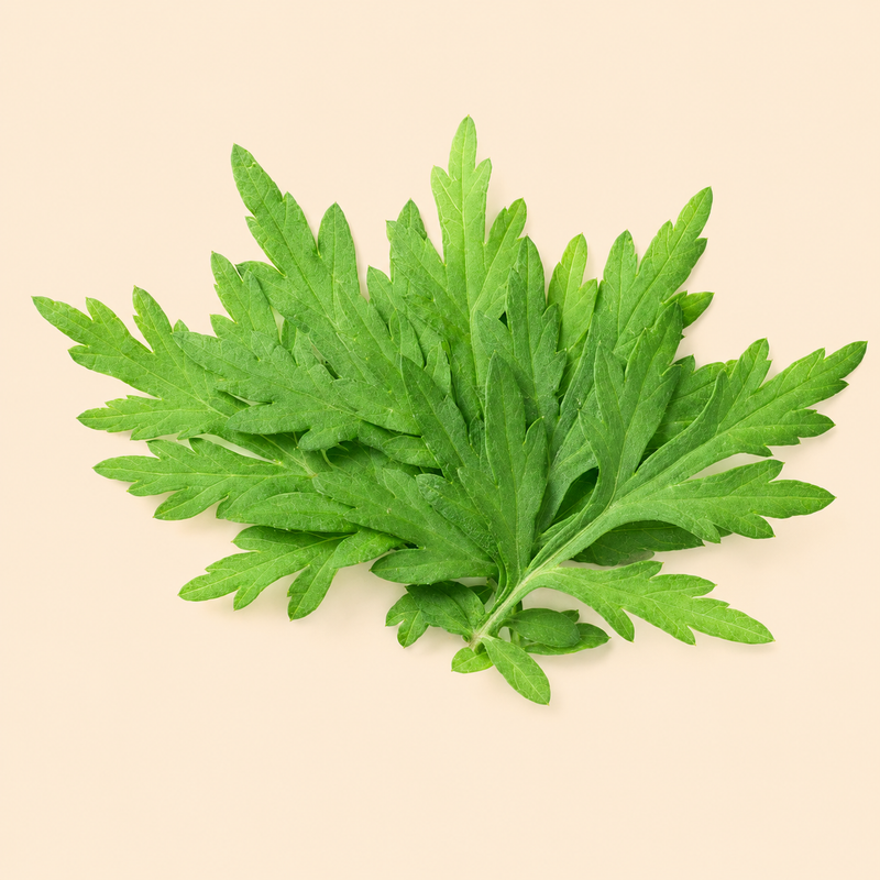 Mugwort