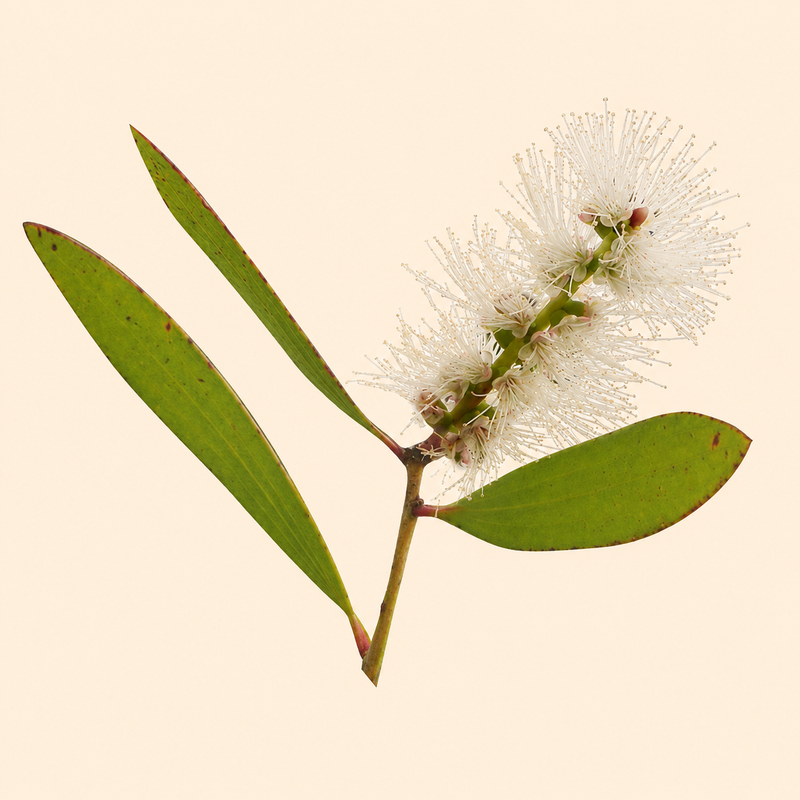 Niaouli