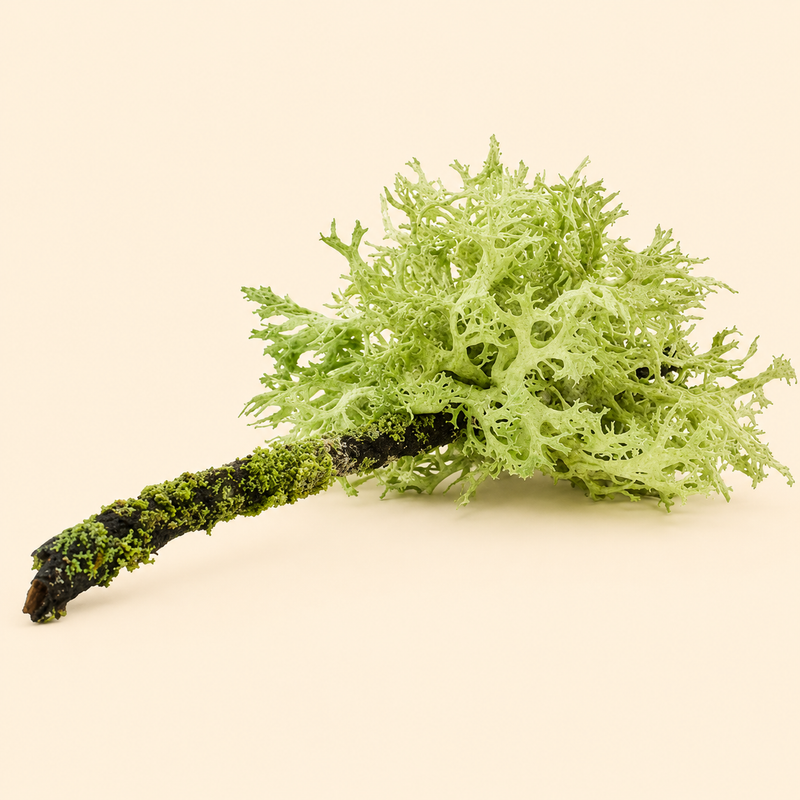 Oakmoss