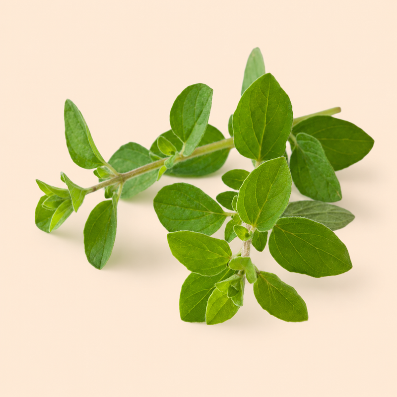 Oregano