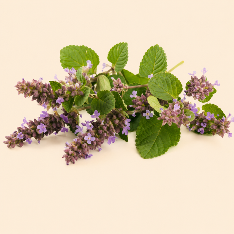 Patchouli