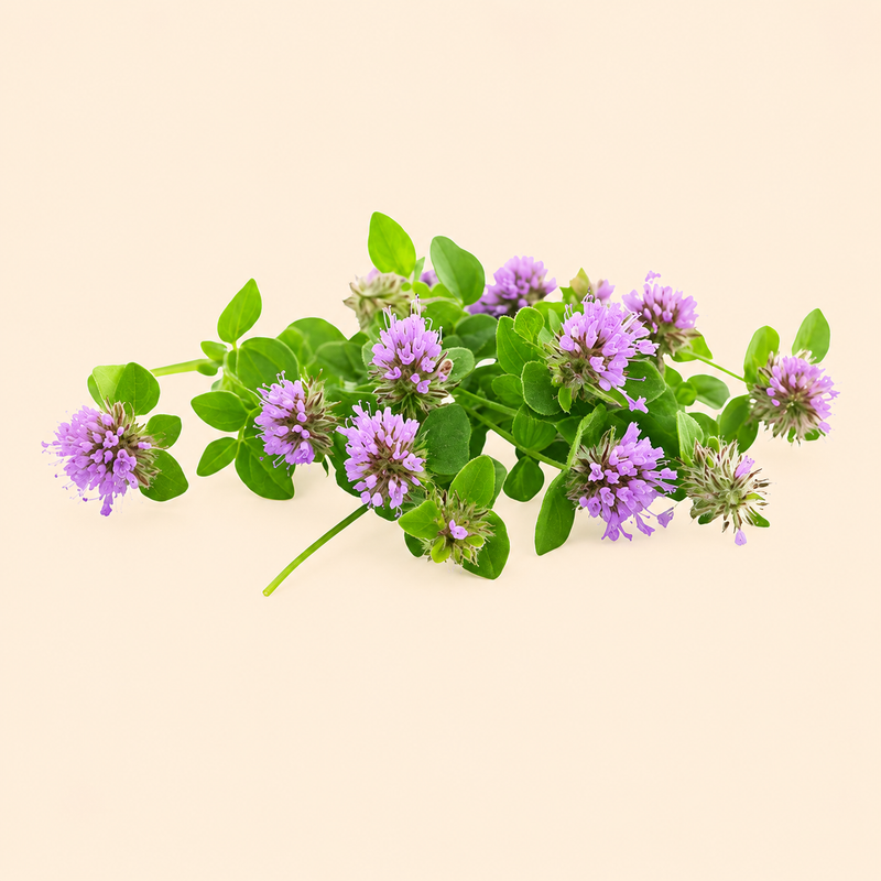 Pennyroyal
