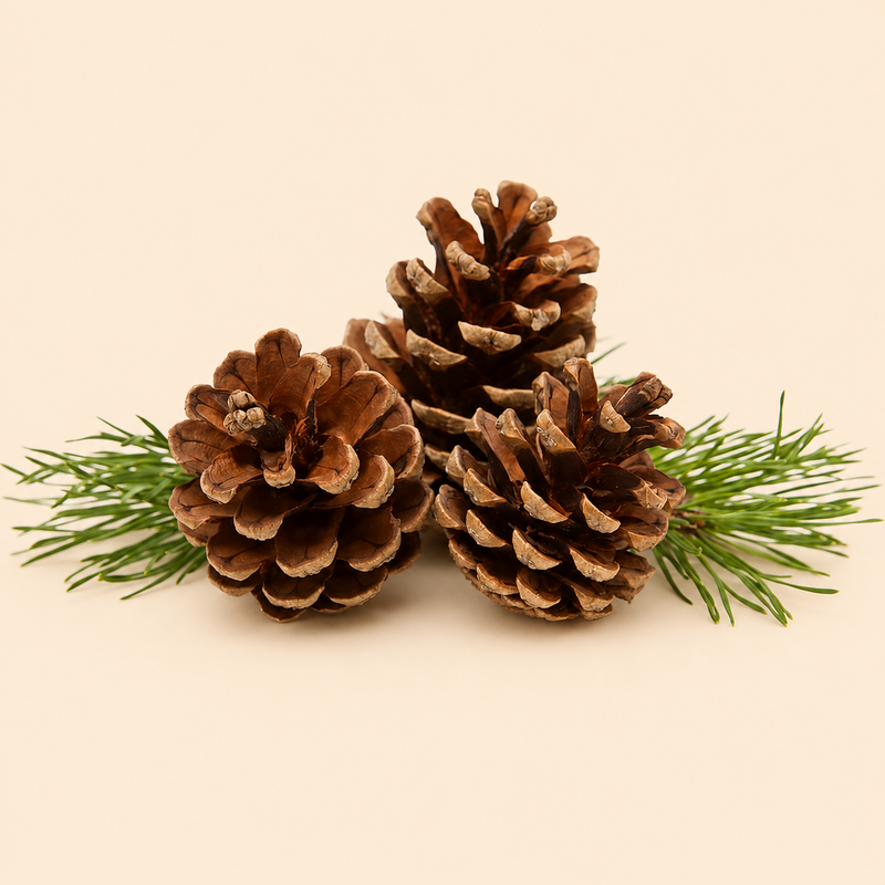 Pine
