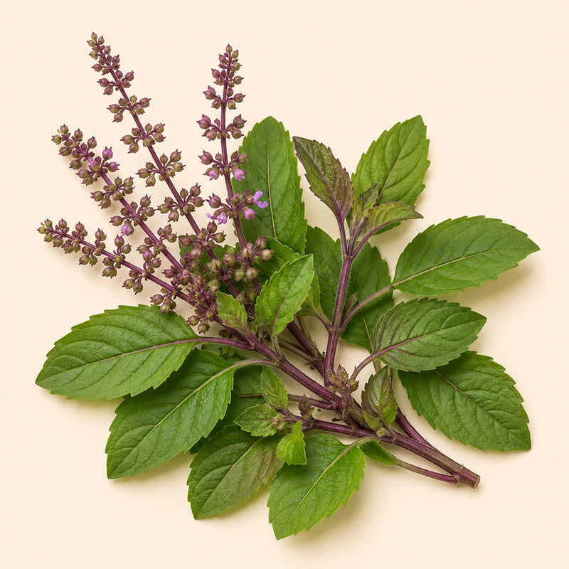 Rama Tulsi
