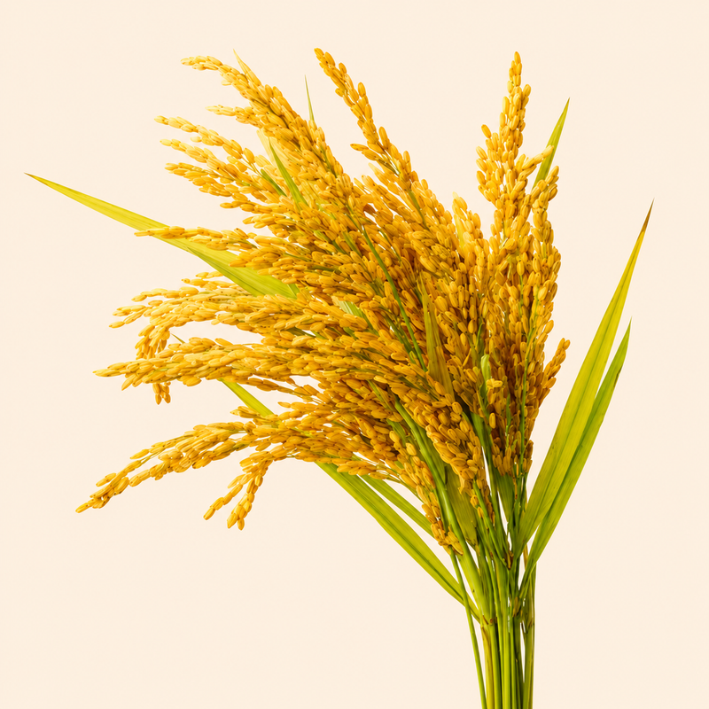 Rice Bran