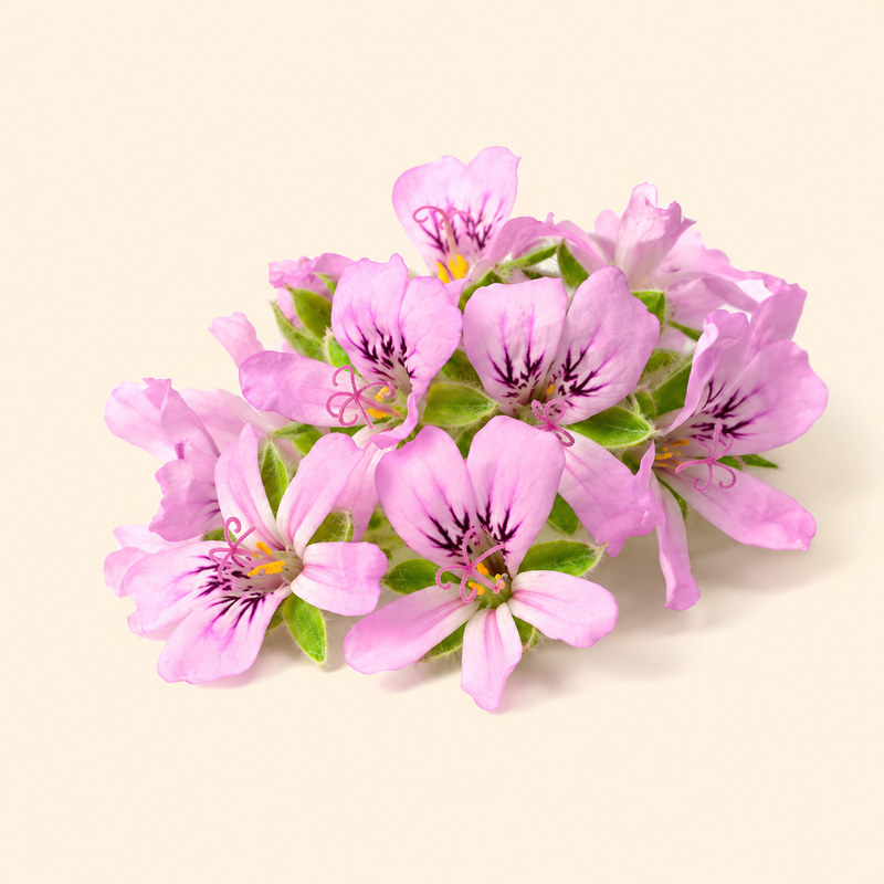 Rose Geranium