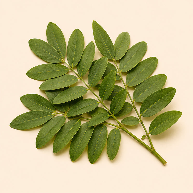 Senna Leaf