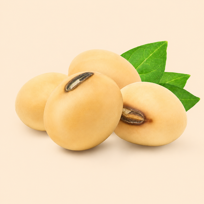 Soybean