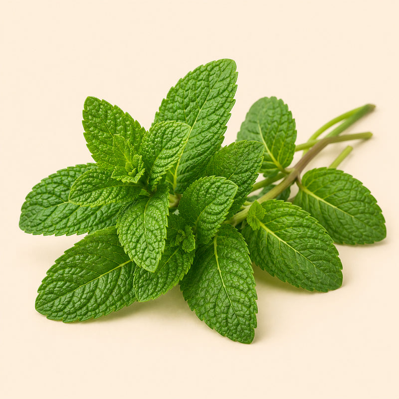 Spearmint