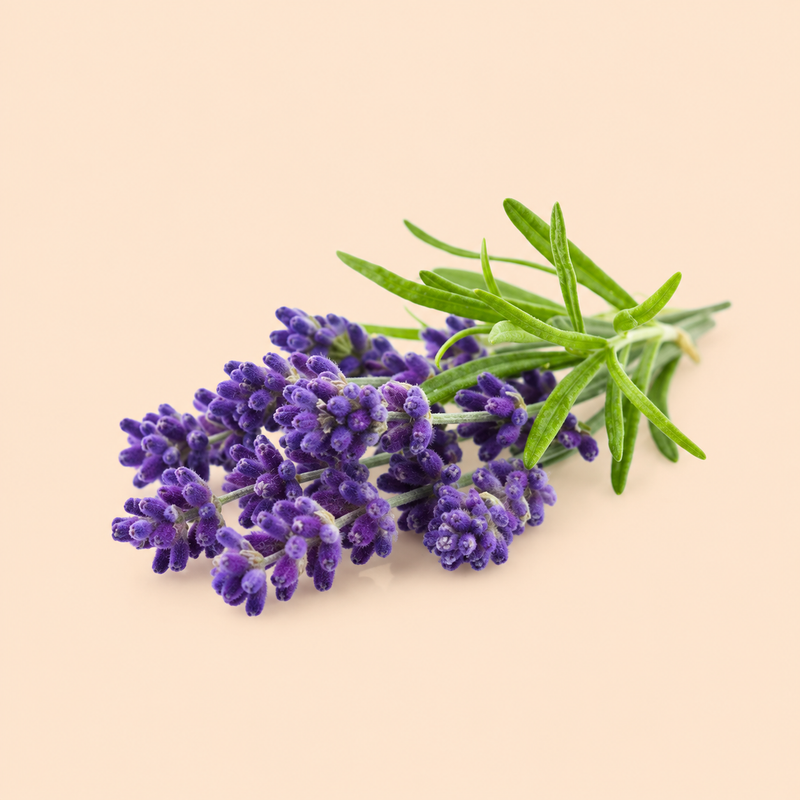 Spike Lavender