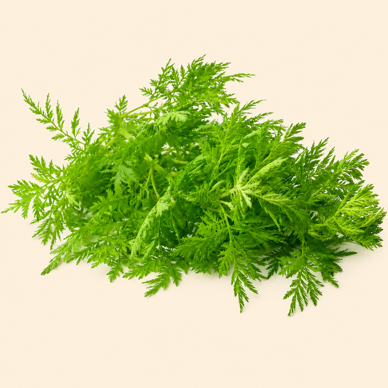 Sweet Wormwood