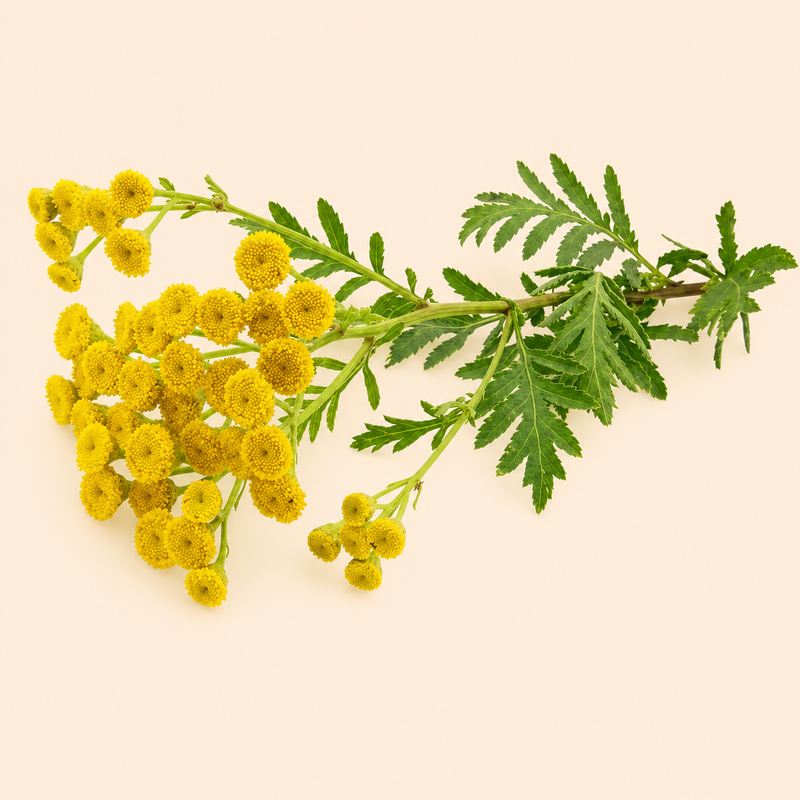 Tansy