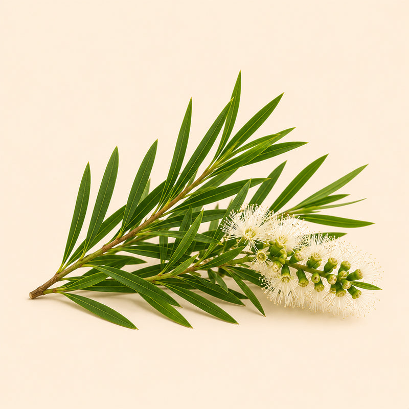Tea Tree