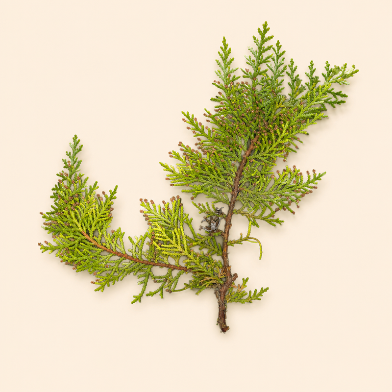 Thuja