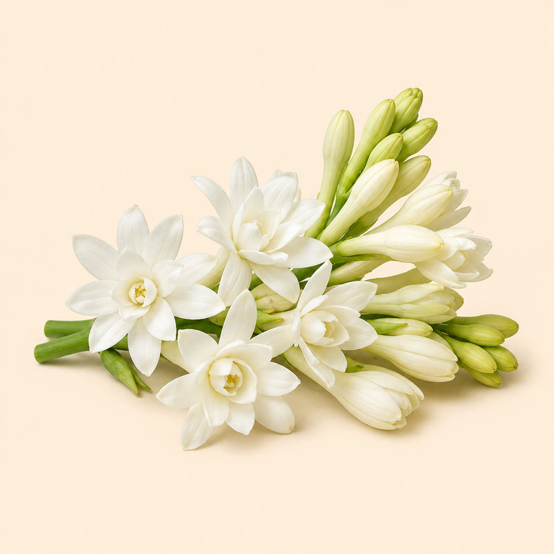 Tuberose