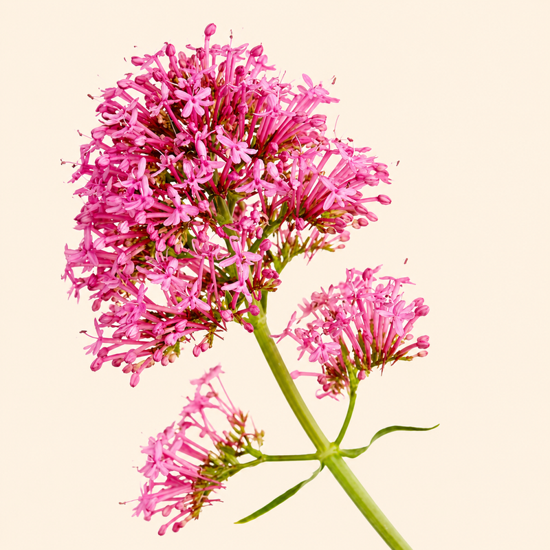 Valerian